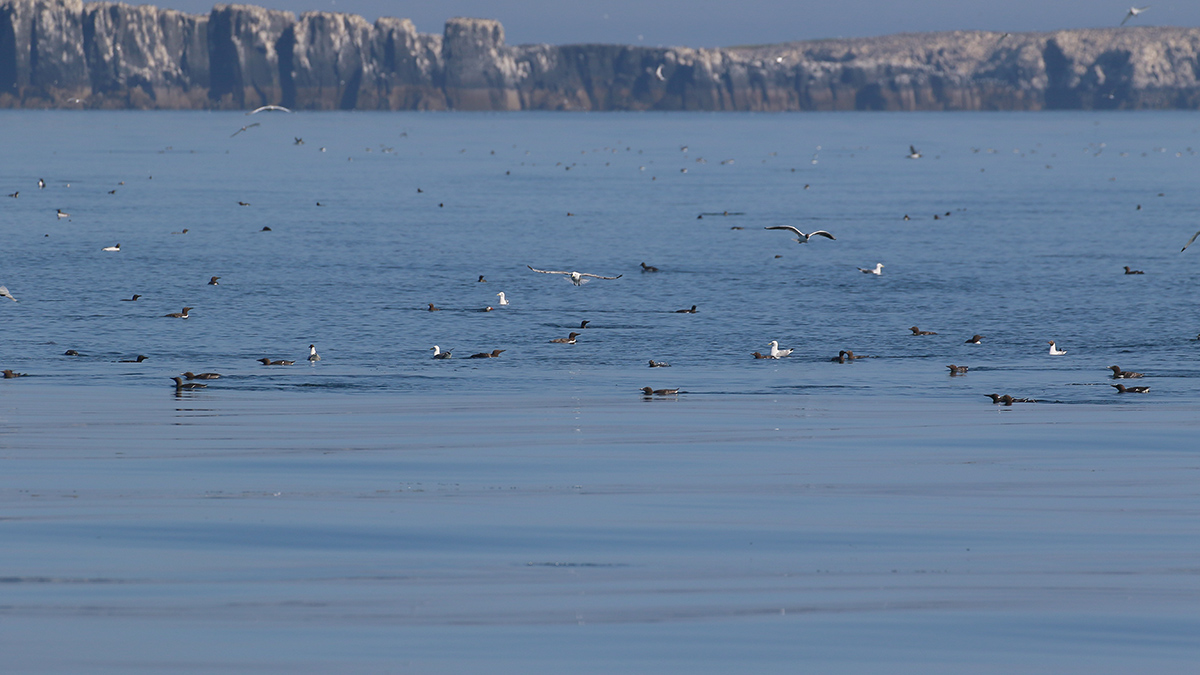 Farne Islands